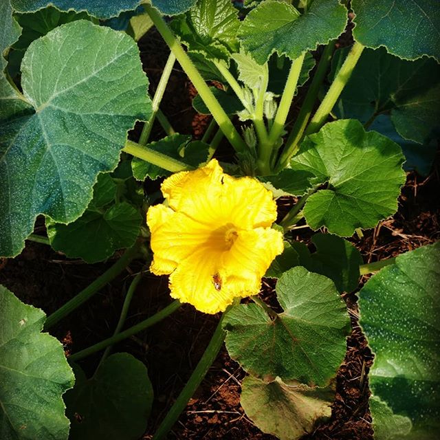 First winter squash bloom! Love watching the bees work these big blooms. 
Good Lord willing and the creek don't rise, we'll have acorn, butternut, delicata, gold nugget, candy roaster, sunshine, black forest and angel hair spaghetti squash. Phew! 
Looking forward to all those fall farmers markets!