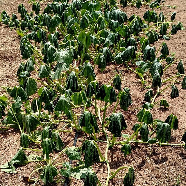 You are currently viewing It’s just a little bit hot outside! The leaves on these Georgia Candy Roasters squash look like limp green washcloths hung out to dry. Thank God for drip irrigation!