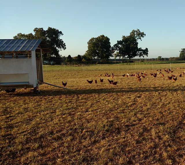 Read more about the article Love seeing these guys out in the morning, doing all the chicken things. Compare our pasture raised egg layers with commercial warehouse “never see the sun or dirt” layers. Our eggs are so much better tasting! You’ll never go back!