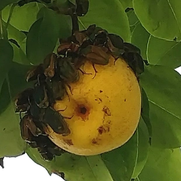 Read more about the article When the Junebugs decide that this pear is the very best one on the tree 🤣. Ok, you guys can have this one. We’ll use the rest to make our Avalon Farms Ginger Pear and Pear Honey jams. These are on the pear tree that was “the old pear tree” when Wendy’s dad was a little boy. He’s in his mid 70s now.