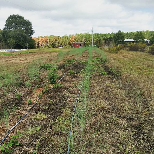You are currently viewing Fall chores time! Repairing the drip tape on the 5 row of asparagus, getting ready to throw about 6 inches of peanut shell mulch on top. I guess the mice wanted water during the drought, too – they’ve been chewing holes everywhere!